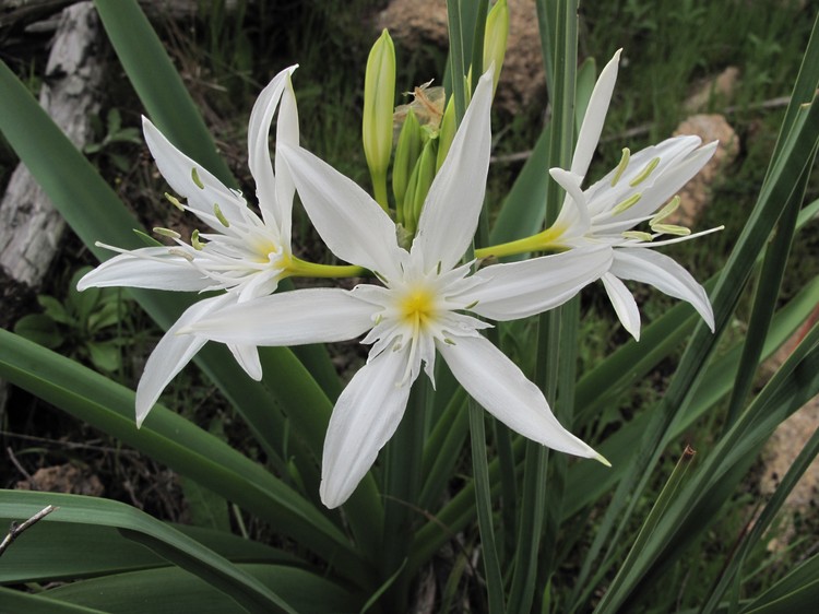 Pancratium illyricum